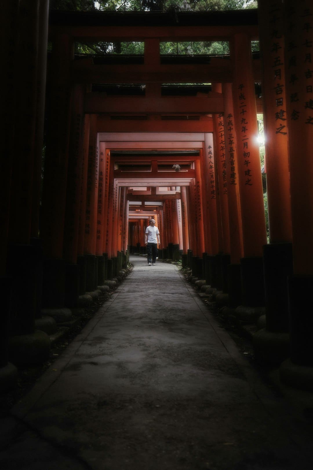农机翻田忙 鹭影伴耕欢
